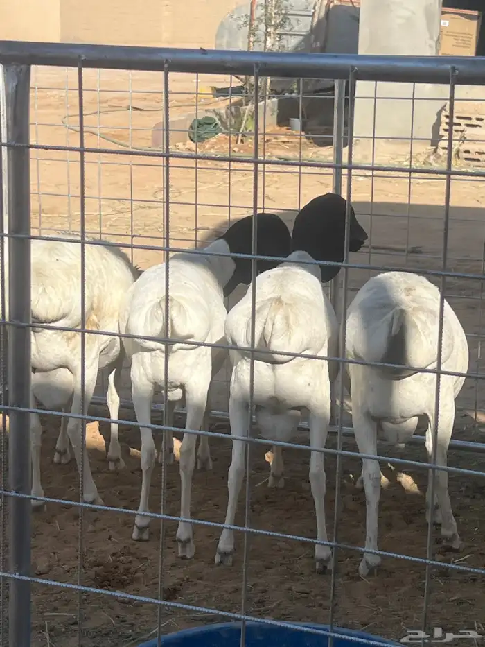 برابر طيبه ضرماء 0