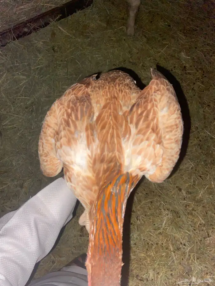 ديك ودجاجة باكستاني سندي أصيل العمر  خمس شهور ونص للبيع 8