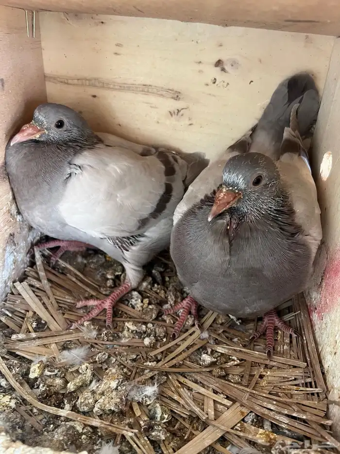 فروخ حمام فرنسي سلفر جامبو 0