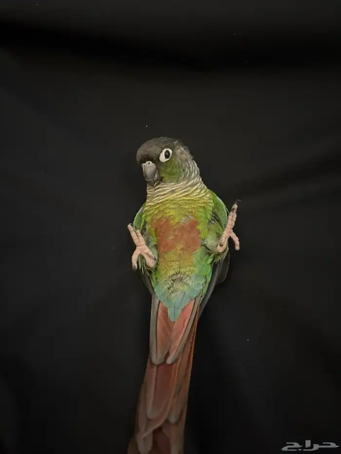 انثى كنيور قرن شيك انثى اليفه مره جاهزه للءنتاج هدد داخلي 6