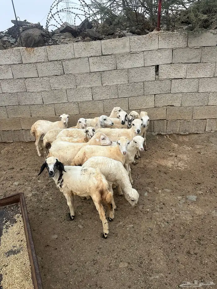 رخال رفيديه العدد 15 راس 6