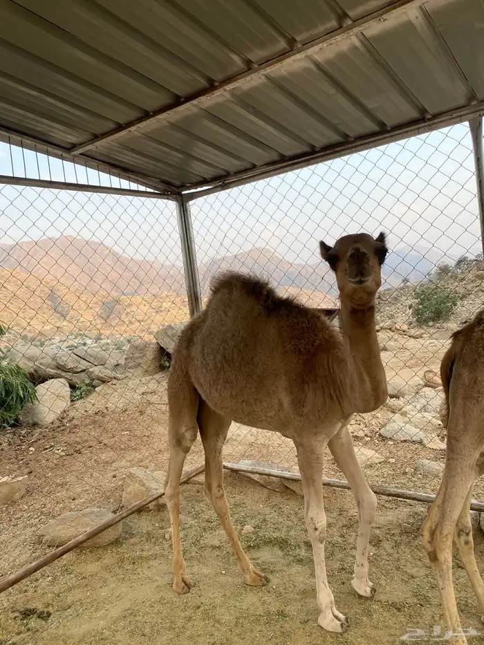 قعود وبكره للبيع 1