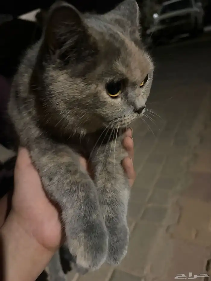 قطوه للتبني انثى   ماعرف كم عمرها لقيتها بالشارع 1