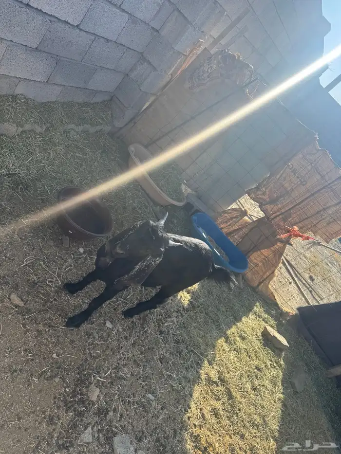 للبيع عناق جذعه سمين 1