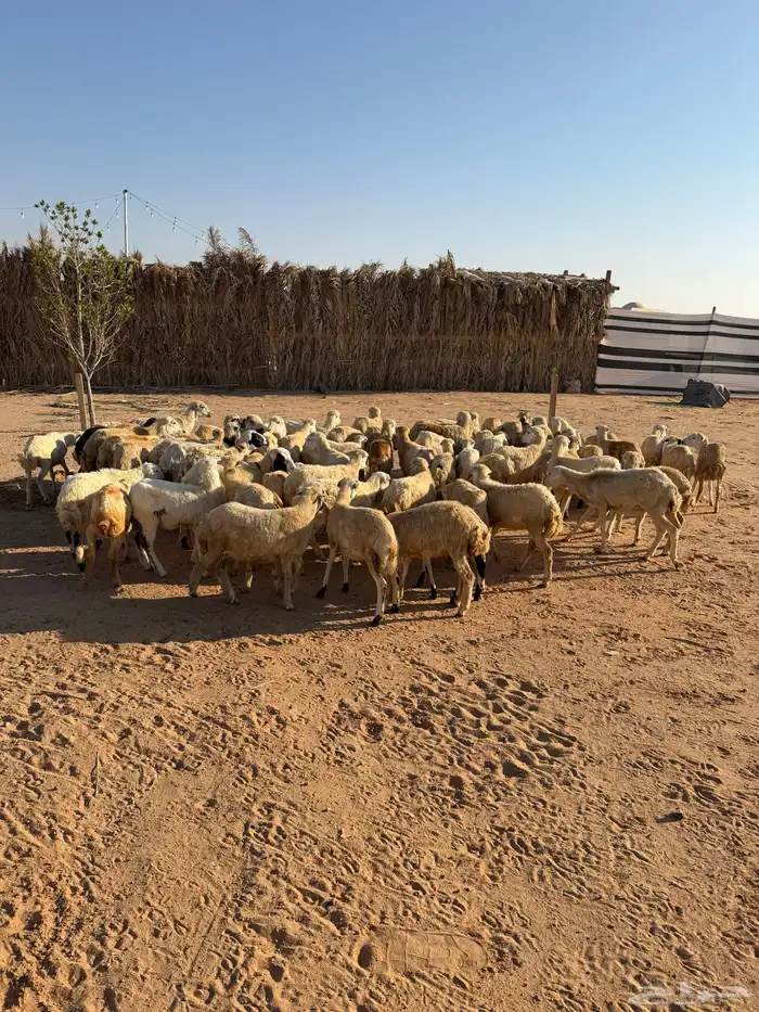 للبيع رخال رفيديات بلدي 50الصحة شرط تم البيع تم البيع 3