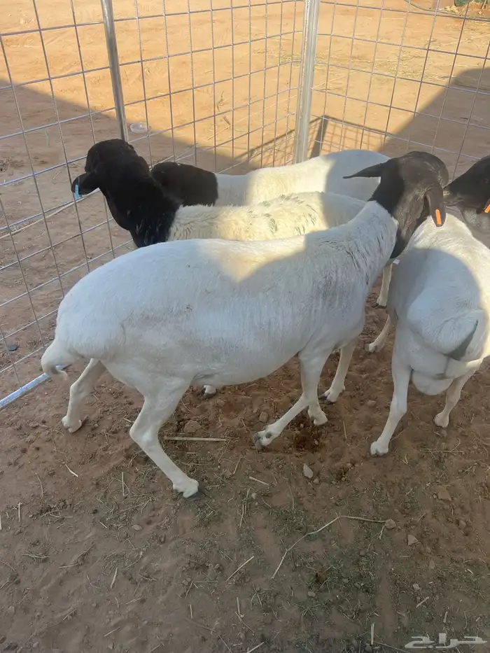 برابر طيبه ضرماء 2