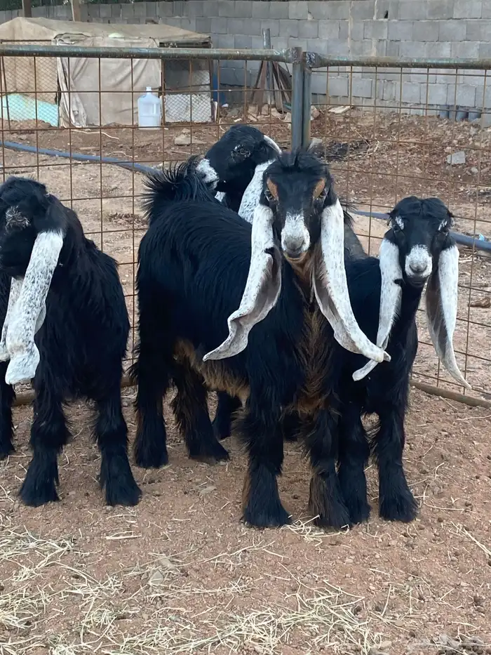 معزا عوارض جفار صنف تمم البيع 1