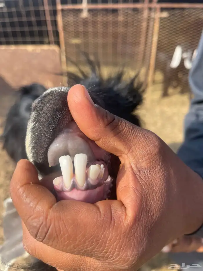 لبيع فحل عارضي 2