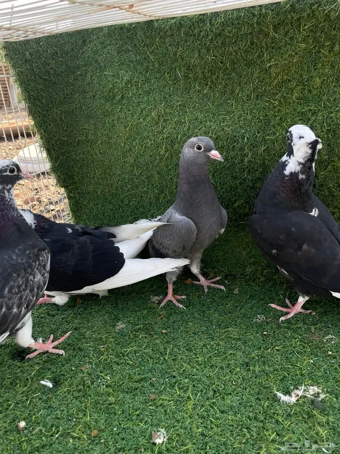 حمام قطيفي طبات هجرسي و نمشي و ازرق مذيلات 3