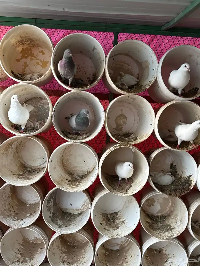 بيع حمام فرنسي شرط منتج وعماره صغيره 120 جوز يوزد اوينقص 1