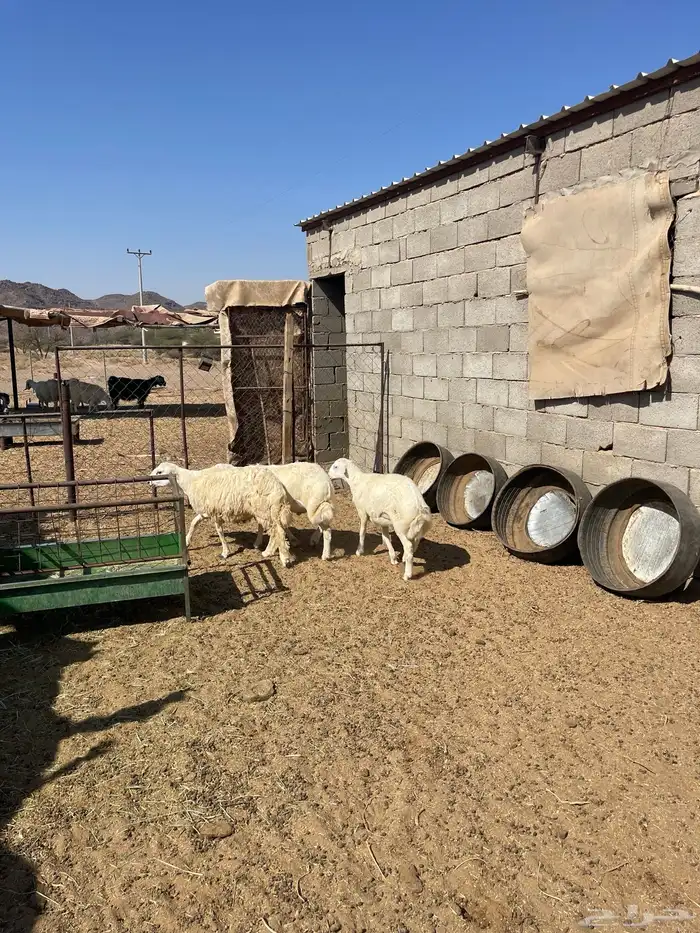 طليان رفيد 1