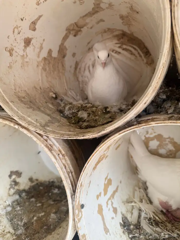 حمام فرنسي ودجاج بلد وبط 6