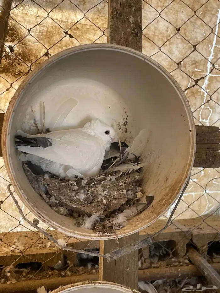 حمام حب رمان 0