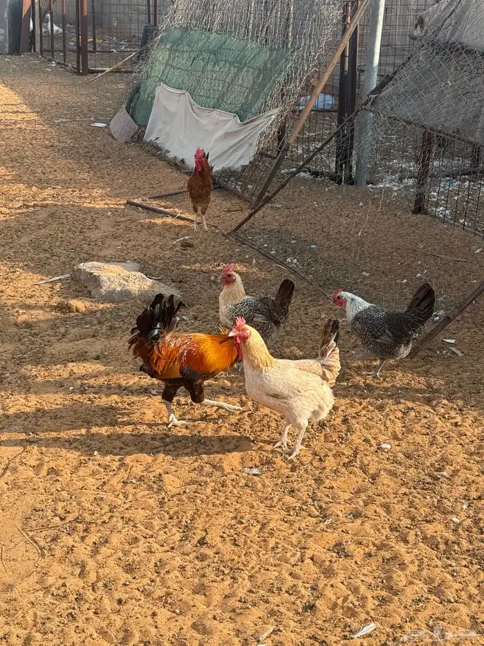 حمام فرنسي ودجاج بلد وبط 17