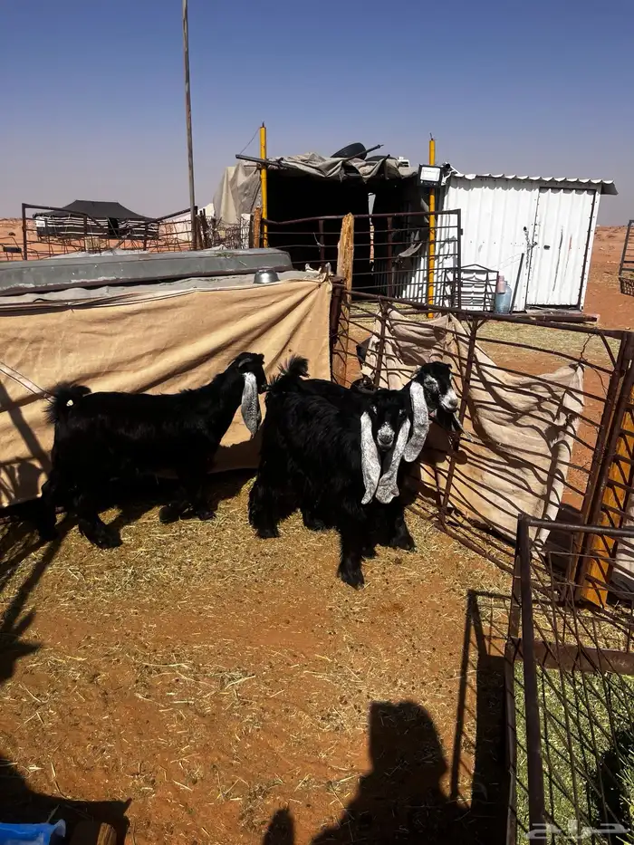 للبيع ثلاث جفرات شكر على حد الغلاق 2