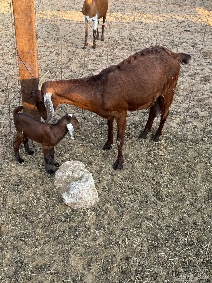 ماعز محايلي صنف 8