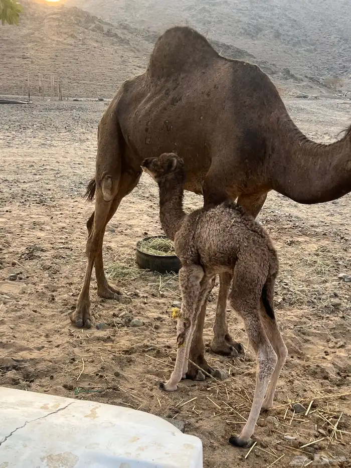 خلفه تحتها قعود 3