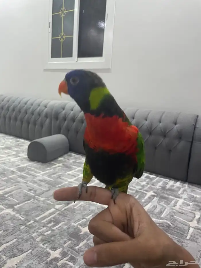 لوري متكلم بالوجه أليف 1