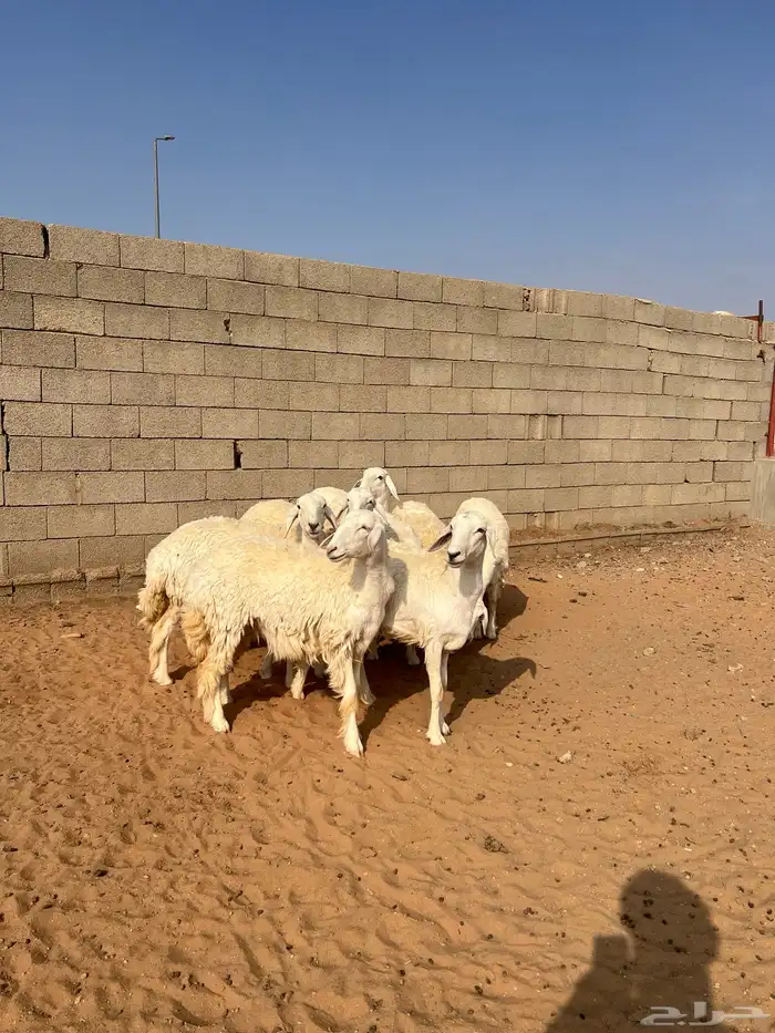 رخال حريات 8 شهور 0