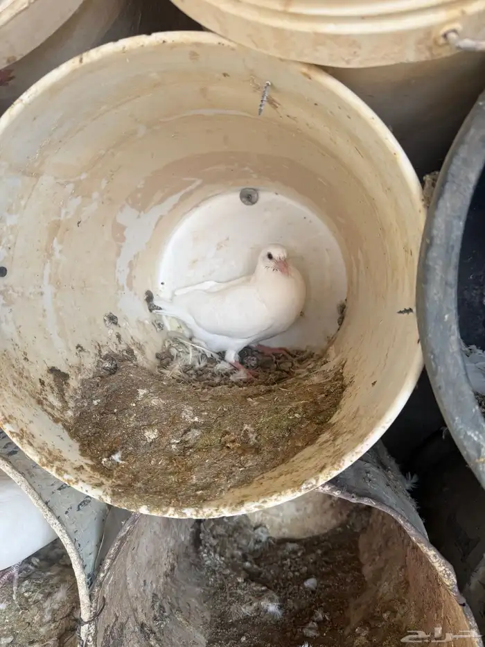 حمام فرنسي ودجاج بلد وبط 11