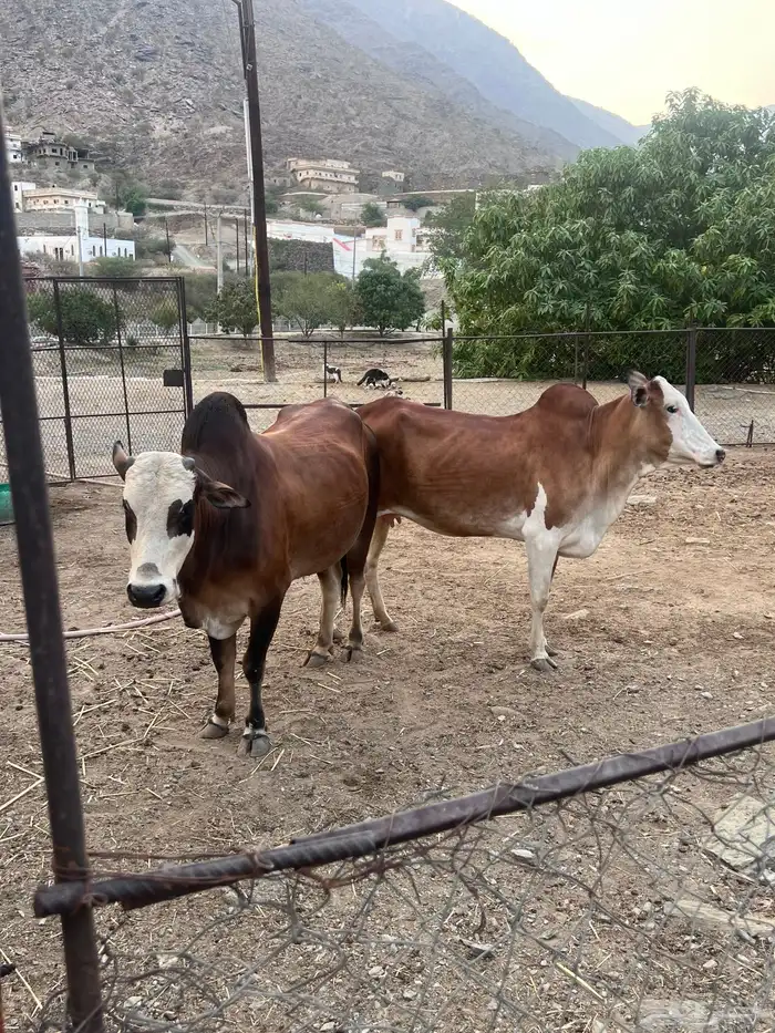 بقر دفيع للبيع 1