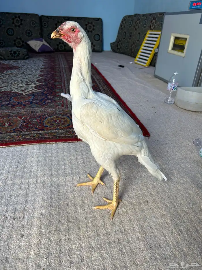 دجاج (باكستاني ) سندي 1