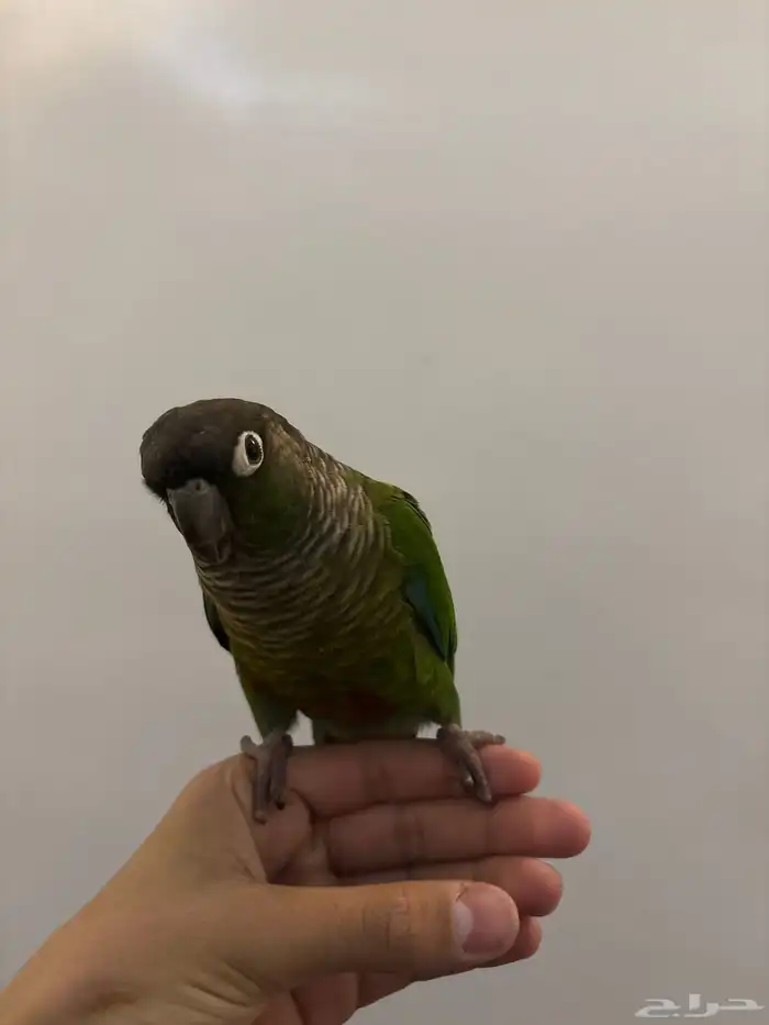 انثى كنيور قرن شيك انثى اليفه مره جاهزه للءنتاج هدد داخلي 0