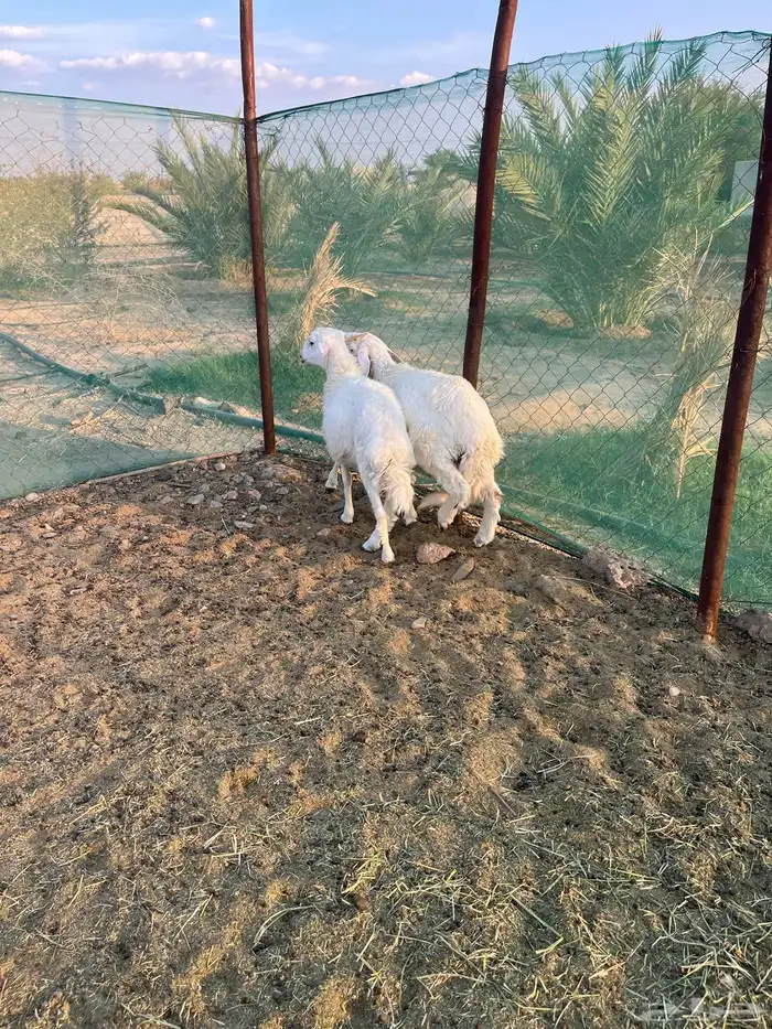 للبيع طليان جذعان 4