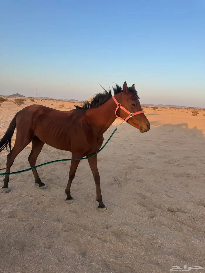 حصان كفو طبع وصحه 0