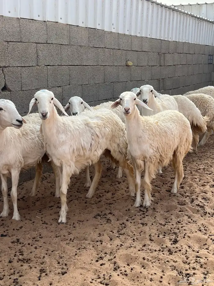 رخال حريات 8 شهور 8