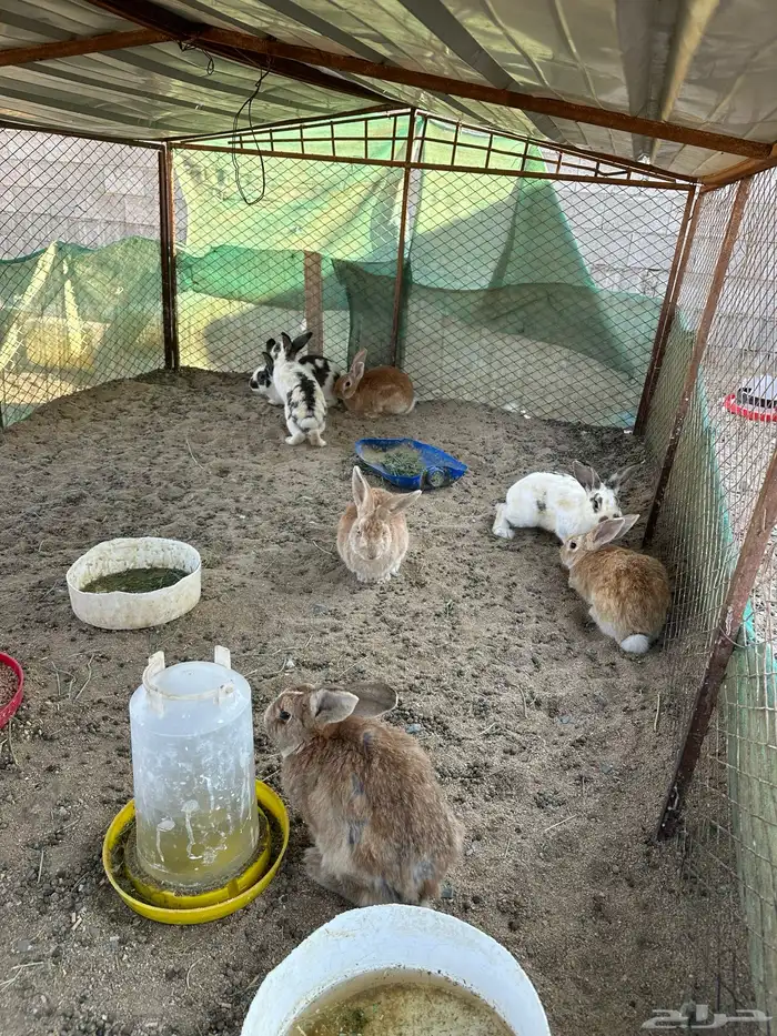 ارانب للبيع 2