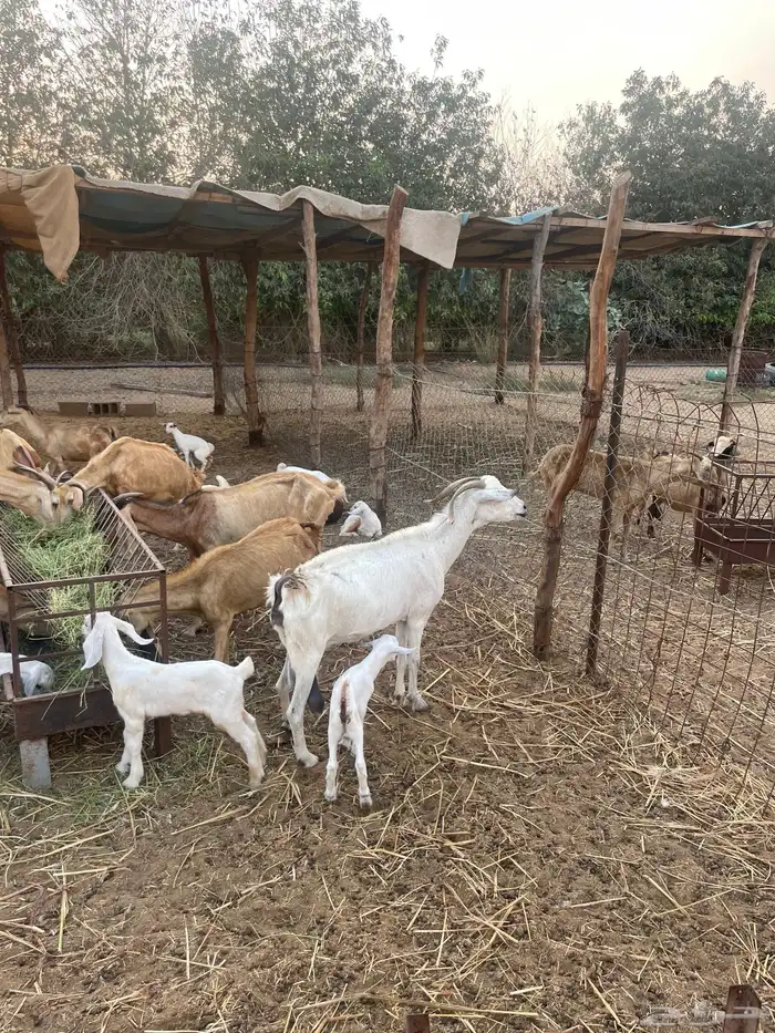 ماعز بيشيات ولد العدد 10 معها 10ع السوم  053 388 9100  جوال 2