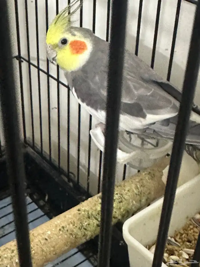 زوج كروان منجب 1