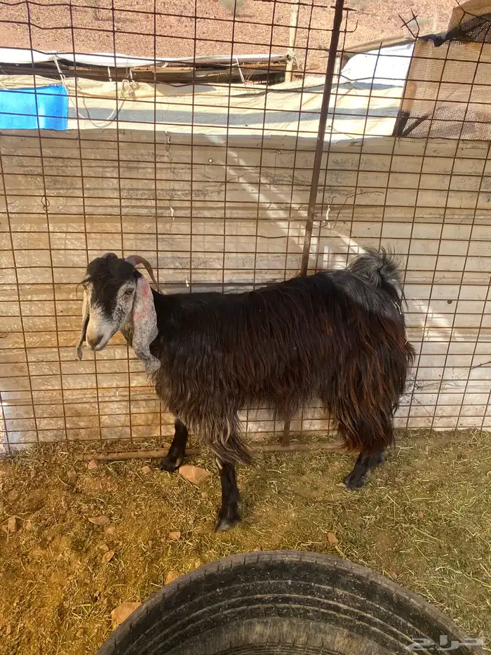 عارضية مضرع شرط بتؤام 0