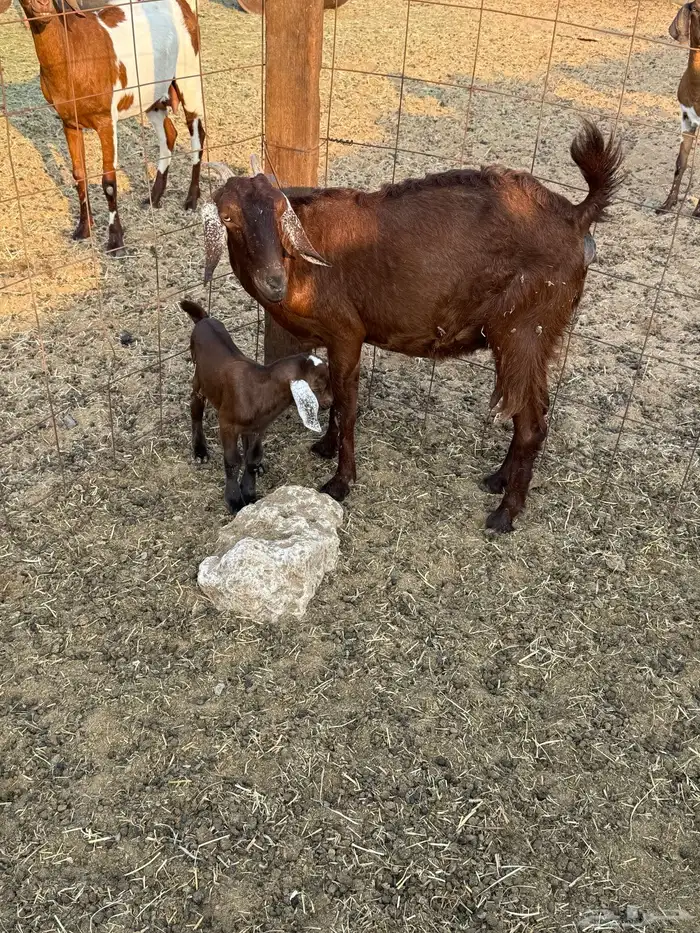 ماعز محايلي صنف 7