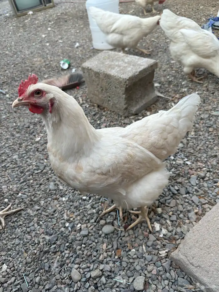 دجاج لوهمان بياض 3