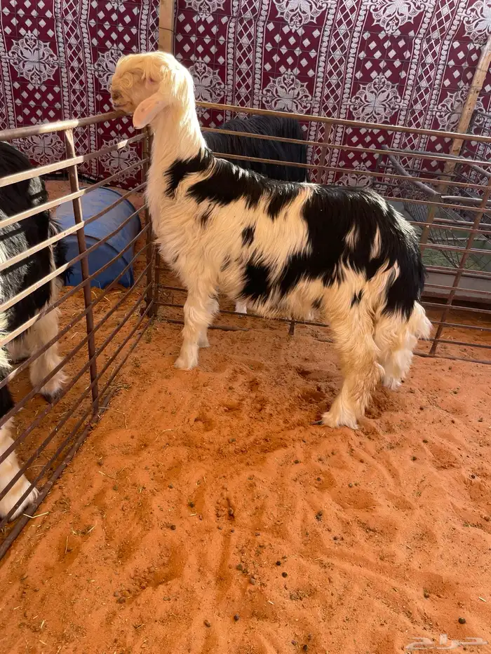 طلي نجدي العمر 6 شهور مقفل شحم 0