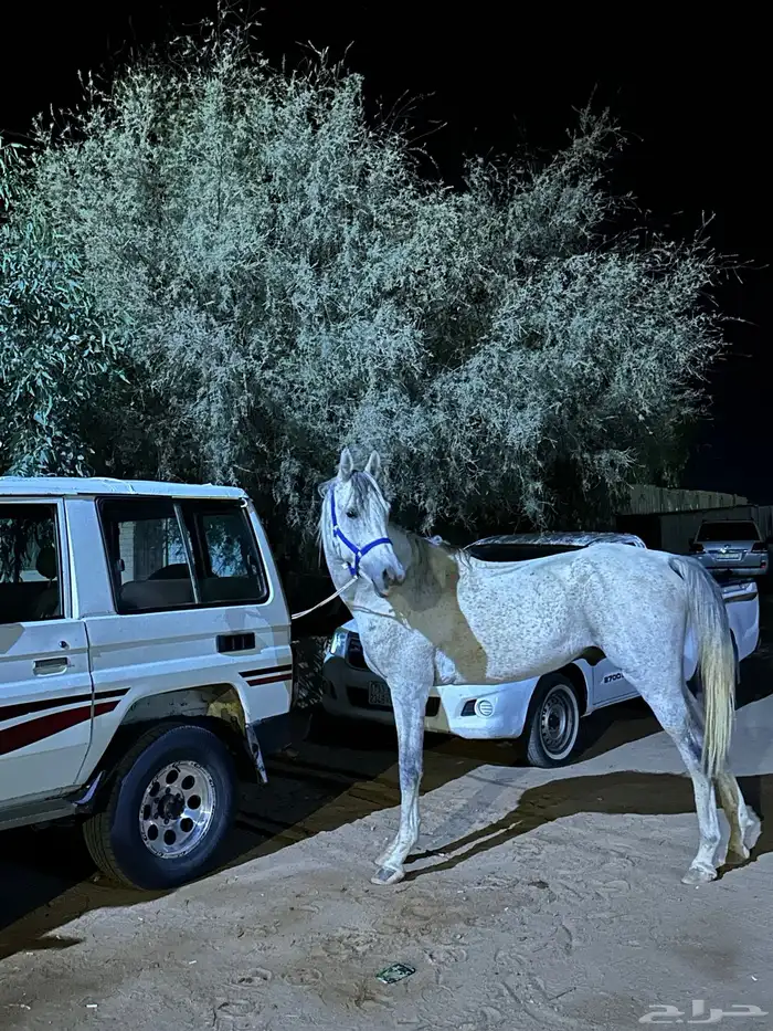 حصان للبيع سليم شرط عمره 5سنوات طوله حول 8على السرم 0