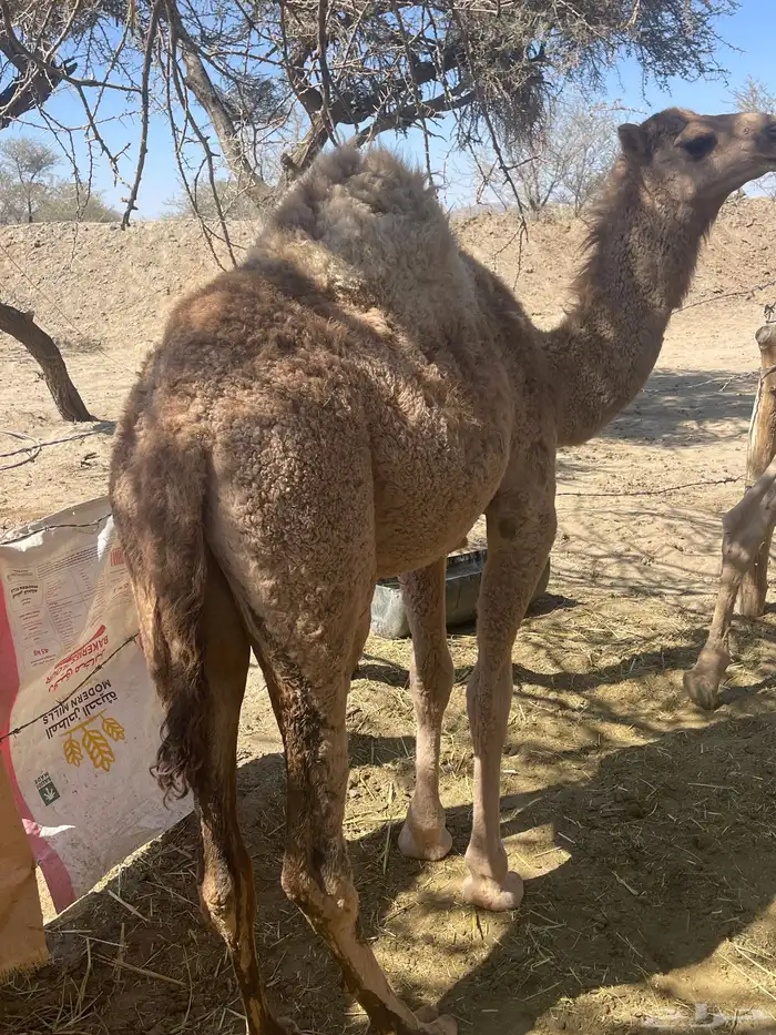 بكرتين مفاريد 2