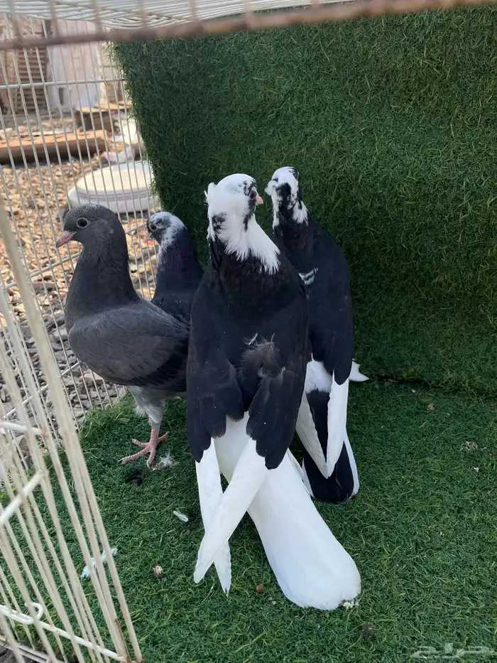 حمام قطيفي طبات هجرسي و نمشي و ازرق مذيلات 2