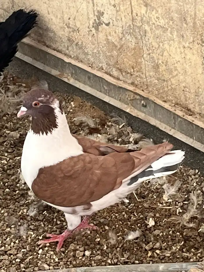 حمام كنج كنق و هومر 5