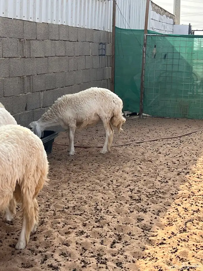 رخال حريات 8 شهور 10