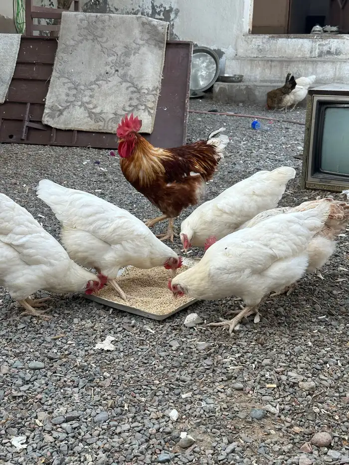 دجاج لوهمان بياض 1