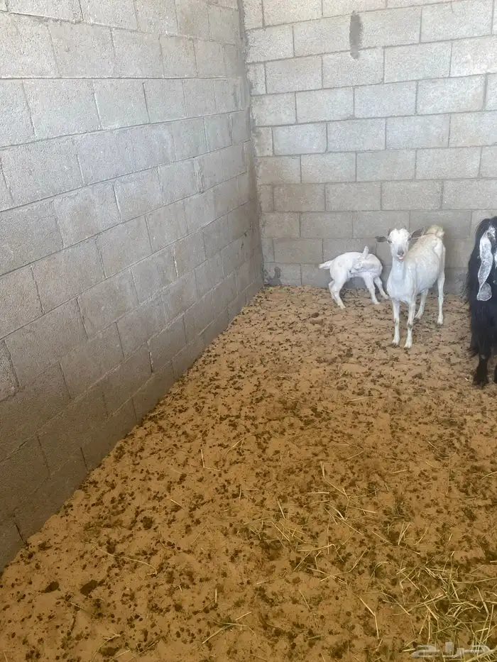 عنز جنوبيه 0