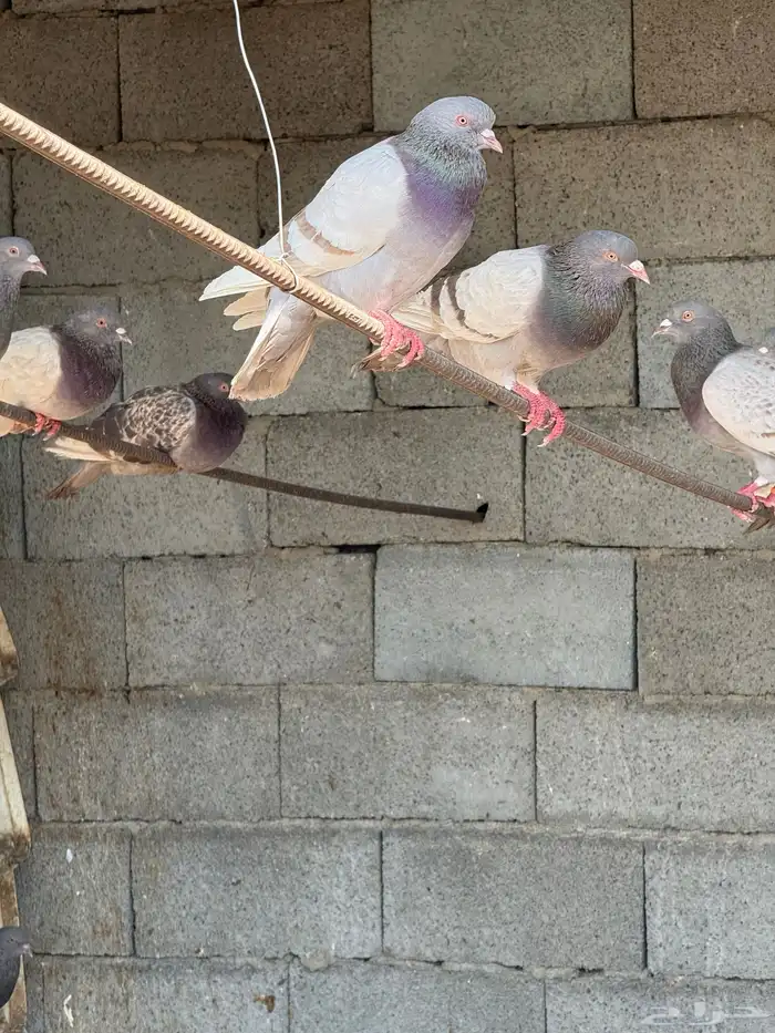 حمام فرنسي سلفر 4