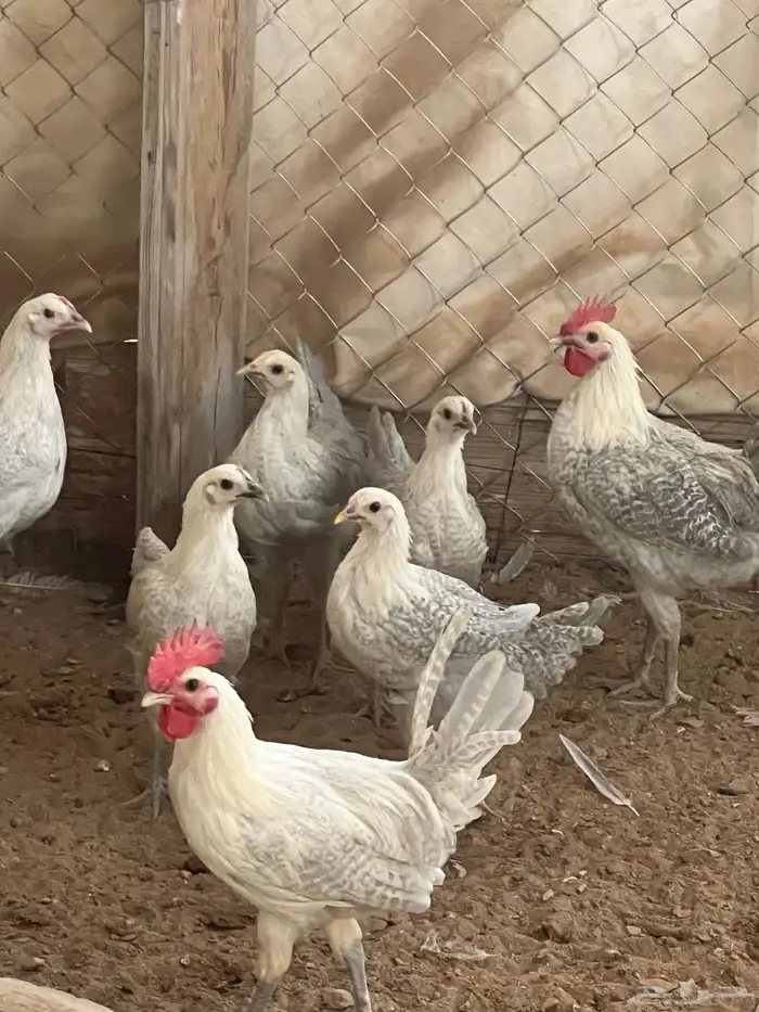 دجاج فيومي المنيوم العمر من خمس اشهر الى سته للمربين فقط 11