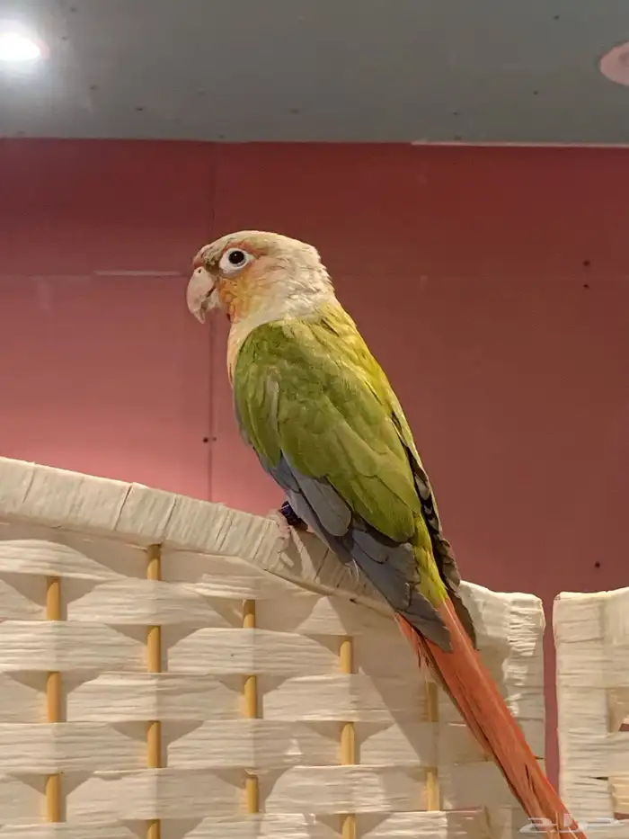 كنيور اناناس اليف ( تم البيع ) 0