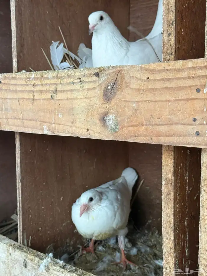 زغاليل حمام فرنسي 5