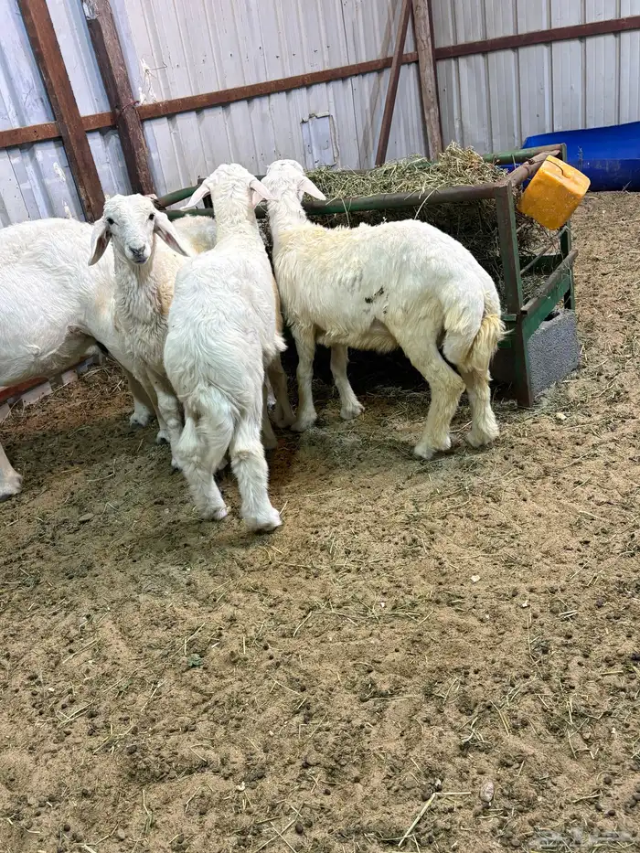 خرفان حري وذبايح طيبه وفاخره 0