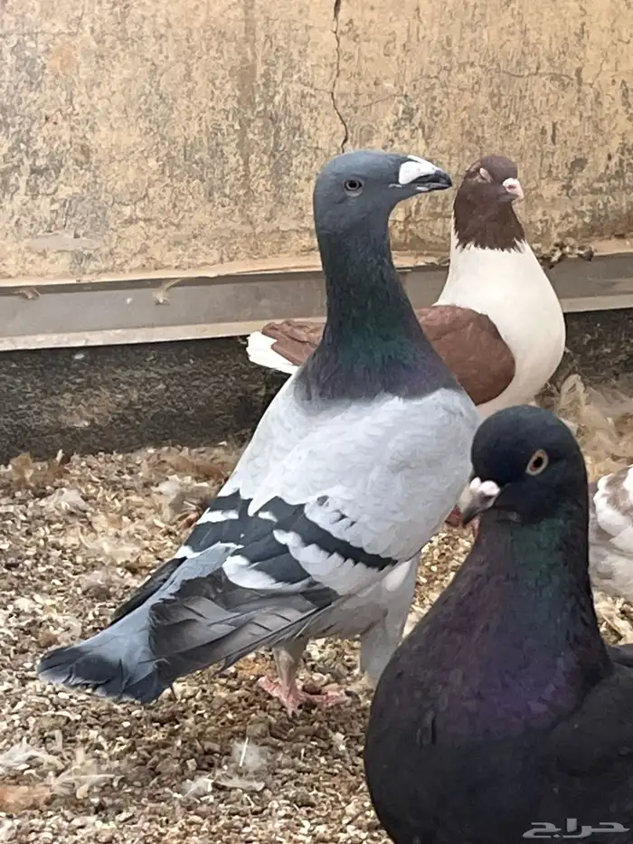 حمام كنج كنق و هومر 0